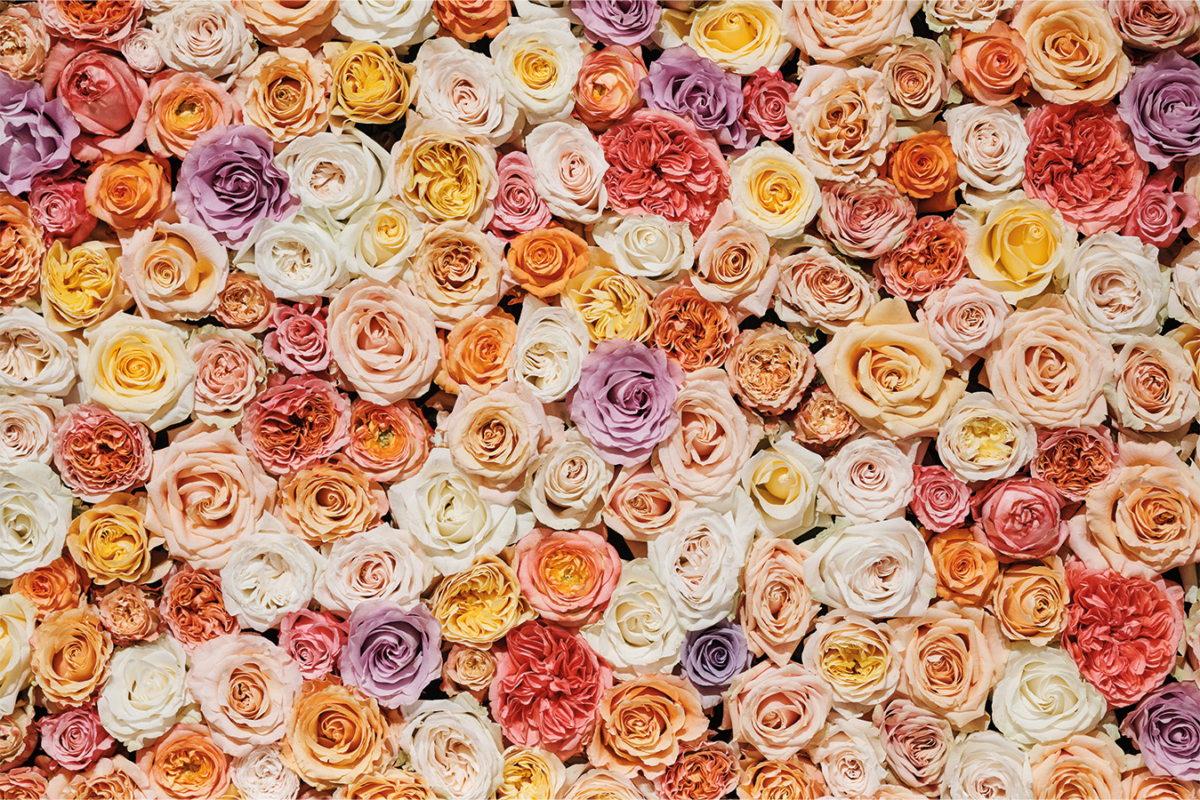 gala dinner image grid image landscape 1349x900px