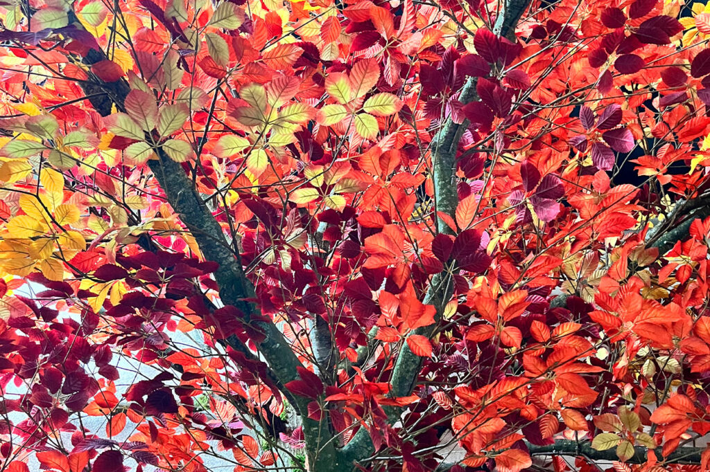 template events afbeeldinggrid overlappendeafbeeldinglinks 900x1351px